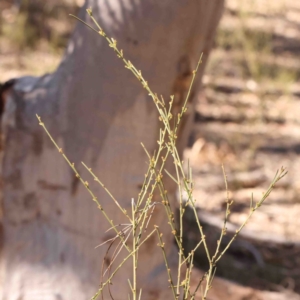 Daviesia leptophylla at Bango, NSW - 6 Sep 2024