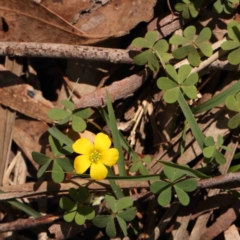 Oxalis sp. (Wood Sorrel) at Jerrawa, NSW - 6 Sep 2024 by ConBoekel