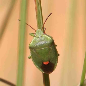 Pentatomidae (family) at Jerrawa, NSW - 6 Sep 2024