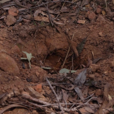 Tachyglossus aculeatus (Short-beaked Echidna) at Jerrawa, NSW - 6 Sep 2024 by ConBoekel