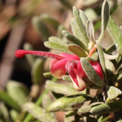 Grevillea lanigera (Woolly Grevillea) at Bango, NSW - 6 Sep 2024 by ConBoekel