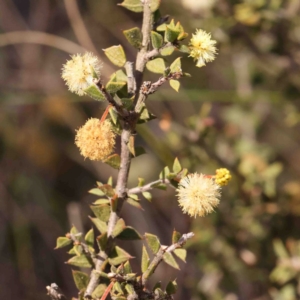 Acacia gunnii at Manton, NSW - 6 Sep 2024 12:38 PM