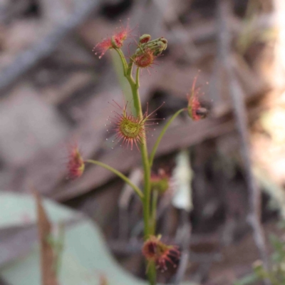 Drosera auriculata (Tall Sundew) at Bango, NSW - 6 Sep 2024 by ConBoekel