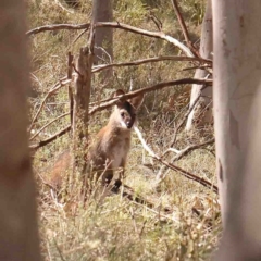 Notamacropus rufogriseus (Red-necked Wallaby) at Bango, NSW - 6 Sep 2024 by ConBoekel