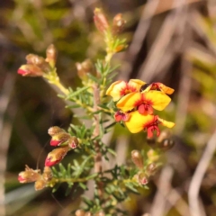 Dillwynia phylicoides (A Parrot-pea) at Jerrawa, NSW - 6 Sep 2024 by ConBoekel