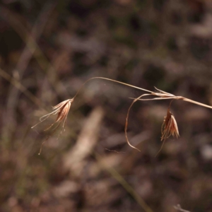 Themeda triandra at Jerrawa, NSW - 6 Sep 2024 12:54 PM