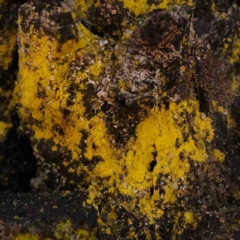 Unverified Lichen at Jerrawa, NSW - 6 Sep 2024 by ConBoekel