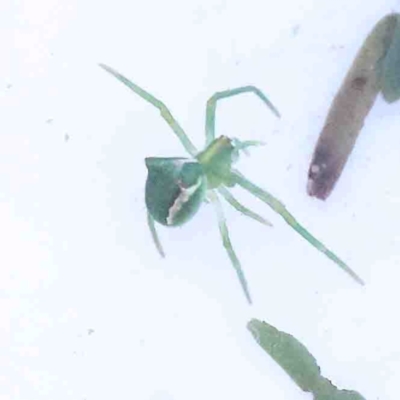 Sidymella sp. (genus) (A crab spider) at Jerrawa, NSW - 6 Sep 2024 by ConBoekel