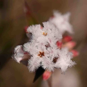 Leucopogon virgatus at Jerrawa, NSW - 6 Sep 2024