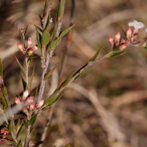 Leucopogon virgatus at Jerrawa, NSW - 6 Sep 2024