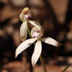 Caladenia ustulata (Brown Caps) at Bango, NSW - 6 Sep 2024 by ConBoekel