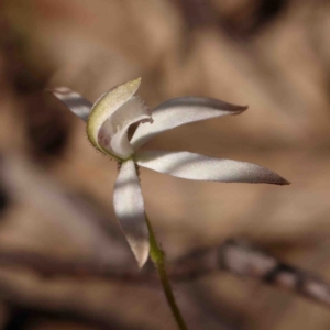 Caladenia ustulata at Bango, NSW - 6 Sep 2024