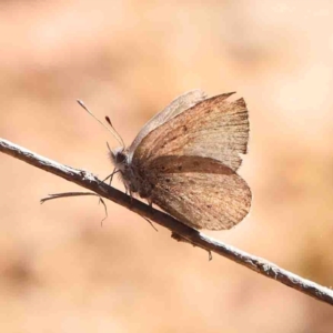 Erina acasta at Bango, NSW - 6 Sep 2024 02:26 PM