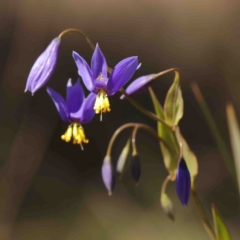 Stypandra glauca at Bango, NSW - 6 Sep 2024