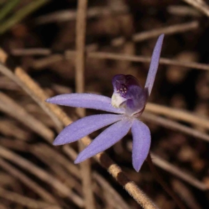 Cyanicula caerulea at Bango, NSW - suppressed