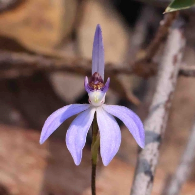 Cyanicula caerulea (Blue Fingers, Blue Fairies) at Jerrawa, NSW - 6 Sep 2024 by ConBoekel