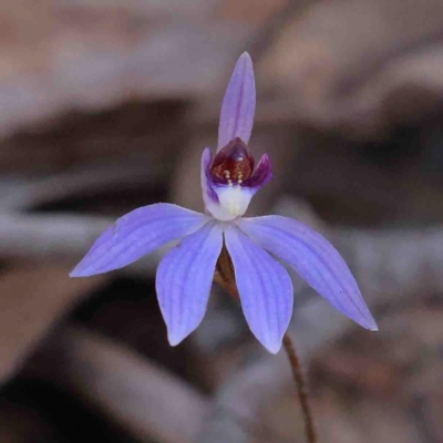 Cyanicula caerulea (Blue Fingers, Blue Fairies) at Bango, NSW - 6 Sep 2024 by ConBoekel