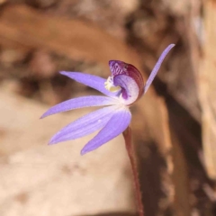 Cyanicula caerulea (Blue Fingers, Blue Fairies) at Bango, NSW - 6 Sep 2024 by ConBoekel