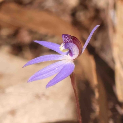 Cyanicula caerulea (Blue Fingers, Blue Fairies) at Bango, NSW - 6 Sep 2024 by ConBoekel