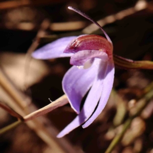 Cyanicula caerulea at Jerrawa, NSW - 6 Sep 2024