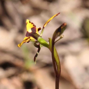 Diuris pardina at Bango, NSW - suppressed