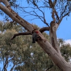 Callocephalon fimbriatum (Gang-gang Cockatoo) at Crace, ACT - 7 Sep 2024 by JodieR