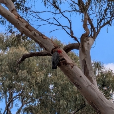 Callocephalon fimbriatum (Gang-gang Cockatoo) at Crace, ACT - 7 Sep 2024 by JodieR