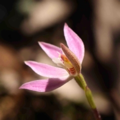 Caladenia carnea (Pink Fingers) at Jerrawa, NSW - 6 Sep 2024 by ConBoekel