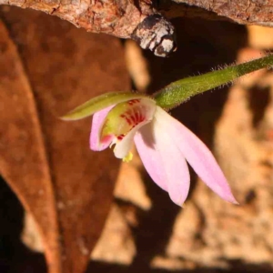 Caladenia carnea at Bango, NSW - 6 Sep 2024