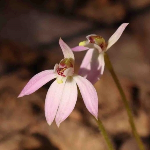 Caladenia carnea at Bango, NSW - 6 Sep 2024