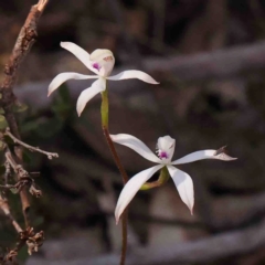 Caladenia ustulata (Brown Caps) at Jerrawa, NSW - 6 Sep 2024 by ConBoekel