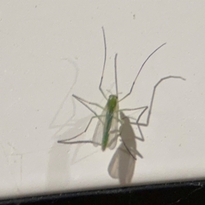 Chironomidae (family) (Non-biting Midge) at Surf Beach, NSW - 6 Sep 2024 by Hejor1