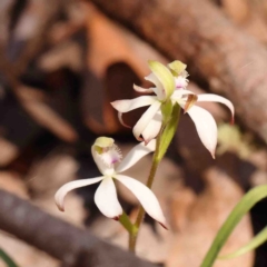 Caladenia ustulata (Brown Caps) at Bango, NSW - 6 Sep 2024 by ConBoekel