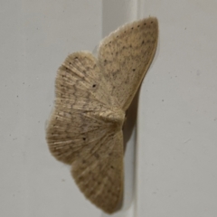 Scopula optivata at Surf Beach, NSW - 6 Sep 2024 by Hejor1