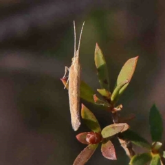 Plutella (genus) (Plutella Moths) at Bango, NSW - 6 Sep 2024 by ConBoekel