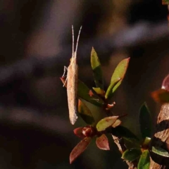 Plutella (genus) at Bango, NSW - 6 Sep 2024 10:40 AM