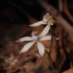 Caladenia ustulata (Brown Caps) at Bango, NSW - 6 Sep 2024 by ConBoekel