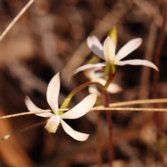 Caladenia ustulata (Brown Caps) at Jerrawa, NSW - 6 Sep 2024 by ConBoekel