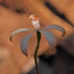 Caladenia ustulata (Brown Caps) at Bango, NSW - 6 Sep 2024 by ConBoekel