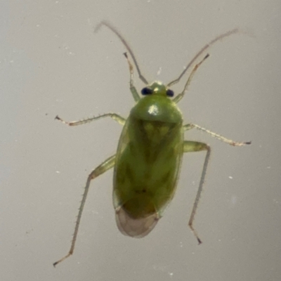 Miridae (family) (Unidentified plant bug) at Surf Beach, NSW - 6 Sep 2024 by Hejor1