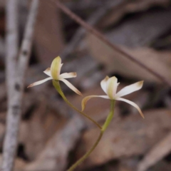 Caladenia ustulata (Brown Caps) at Bango, NSW - 6 Sep 2024 by ConBoekel