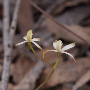 Caladenia ustulata at Bango, NSW - 6 Sep 2024