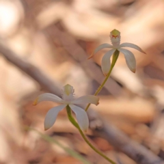 Caladenia ustulata at Bango, NSW - 6 Sep 2024