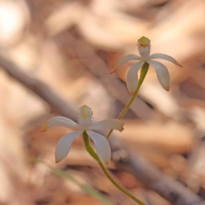 Caladenia ustulata at Bango, NSW - 6 Sep 2024