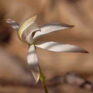 Caladenia ustulata at Bango, NSW - 6 Sep 2024