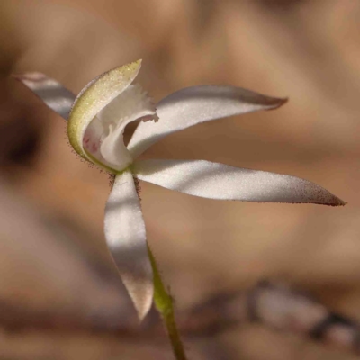 Caladenia ustulata (Brown Caps) at Bango, NSW - 6 Sep 2024 by ConBoekel