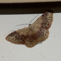 Idaea (genus) (A Geometer Moth) at Surf Beach, NSW - 6 Sep 2024 by Hejor1