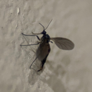 Cecidomyiidae (family) at Surf Beach, NSW - 6 Sep 2024 09:33 PM