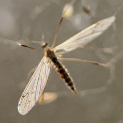 Tipulidae or Limoniidae (family) (Unidentified Crane Fly) at Surf Beach, NSW - 6 Sep 2024 by Hejor1