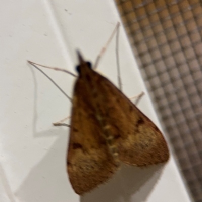 Uresiphita ornithopteralis (Tree Lucerne Moth) at Surf Beach, NSW - 6 Sep 2024 by Hejor1